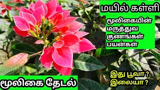 மயில் கள்ளி மூலிகையின்  பயன்கள்,மருத்துவ குணங்கள்/Poinsettia plants /(Mooligai thedal/மூலிகை தேடல்)