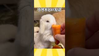 ウサギさんの動画見て笑ったら寝ろwwwwwww