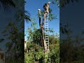 topping off a royal poinciana tree