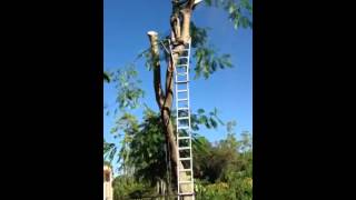 Topping off a royal poinciana tree