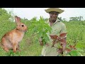 Some vital grasses or leafs you can subtitled your Rabbit feed with || Rabbit farming in Nigeria