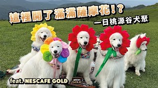 『這裡開了滿滿薩摩花！？』一日桃源谷犬聚ft.NESCAFE GOLD(薩摩耶多比Dobby is free)