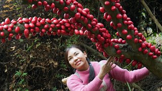 WOW! Super Rare Wild Loquat Fruit - Trinh Harvested \u0026 Profited from Nature