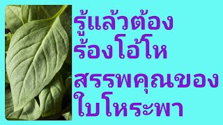 ประโยชน์ น่ารู้กับใบโหระพา สรรพคุณโอ้โห แทบไม่น่าเชื่อว่าส่งผลกับสุขภาพ