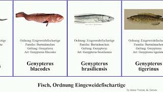 Fisch, Ordnung Eingeweidefischartige fish brasiliensis Genypterus Ophidion Bartmännchen introniger