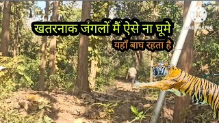 Tiger roams in the forest | बाघ के जंगल मैं घूमता आदमी