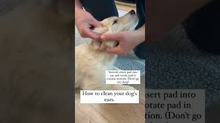 How to Clean your Dogs Ears!