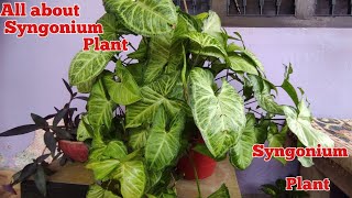 How to Take care of Syngonium plant ll सिंगोनियम प्लांट के बारे में पूरी जानकारी