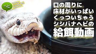 口の周りに床材いっぱい付いちゃうセイブシシバナヘビの給餌動画 #ヘビ 【ビバアクア】