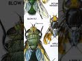 apple maggot fly #insects #memes #insectshunter #spiderseason #spidersoftheworld #viral #viralvideo