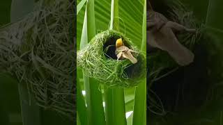 වඩු කුරුල්ලා කුඩුව හදන ලස්සන 😀🐦👍#birds ##srilanka #trending #viral