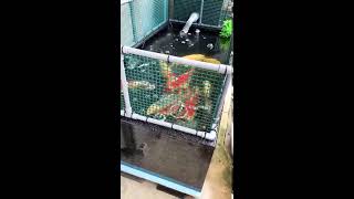 FRP水槽 飼育 錦鯉 ① #koi #錦鯉