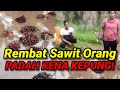 Indon Kantoi Rembat Sawit, Ending di Paya!