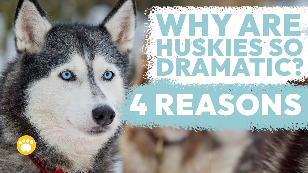 Why Huskies Are So Dramatic? 4 Reasons - YouTube