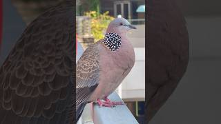 #bird #dove #doves #hongkong #spotteddove #turtledoves #斑鳩 #珠頸斑鳩 #鳩 #鳥