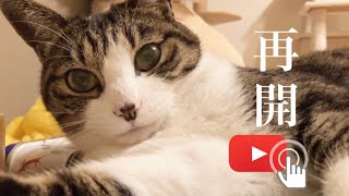 【ご報告】YouTube再開します🐈