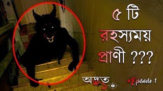 6 Mysterious Animal Caught on Camera #EP1