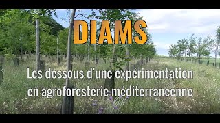 DIAMS - Les dessous d'une expérimentation en agroforesterie méditerranéenne