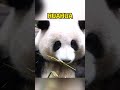 花花吃竹子的时候看到姨姨们在看它，都忘记吃了 搞笑 panda animals 搞笑 funny fubao cute cutepanda zoo memes pets