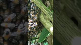 កូនឃ្មុំថតជិត - Close up bee shooting #honeybee #honey