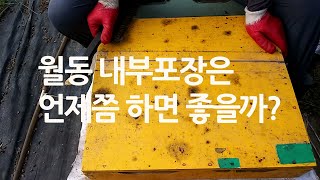 월동벌의 내부포장은 언제 해주는게 좋을까? 월동준비, 보온으로 산란 촉진