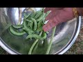 ఈసారి చాలా చిక్కుడు కాయలు వచ్చాయి harvesting broad beans చెట్టు చిక్కుడు @srinighasa