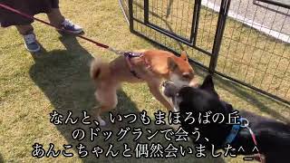 ある日の番屋カフェさんでのテンション高い柴犬レオ