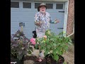 planting hardy hibiscus big containers