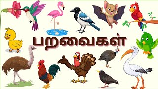 பறவைகளின் பெயர்கள் மற்றும் ஒலிகள் /Birds Names and sound for kids/ bird cartoon with video