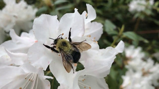 A Bumblebee Foraging in Slow Motion