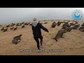 seal entangled in flamingo bones