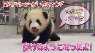 歩けるようになったよ！　アドベンチャーワールドのパンダの赤ちゃん　和歌山