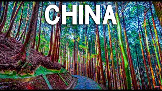 Walking in the deep forest of Lushan Mountain, a famous mountain in China｜Jiujiang