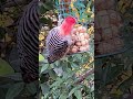 It is a Red-bellied woodpecker world #nature #birds #redbelliedwoodpecker