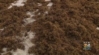 Seaweed Cleanup To Begin On Miami-Dade County Beaches