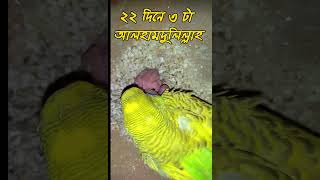 বাজরিগার পাখির ডিম ফুটতে কতো দিন সময় লাগে!! #budgerigar #birds #love #viral