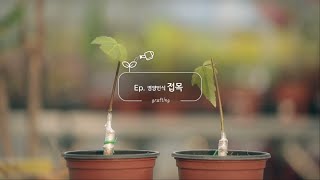 신박한 가드너스 팁 EP.5 ‘영양번식 접목편’