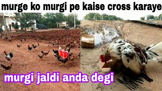 murge ko murgi se kaise milaye | मुर्गी जल्दी अंडा देगी | murge ko murgi pe crossing kaise kare