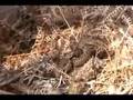 Britain in COLD BLOOD - The Adder (vipera berus)