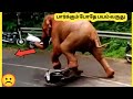 பலம் வாய்ந்த முரட்டு தனமான விலங்குகள் | Strongest And Sharpest Predators | Story Bytes Tamil