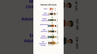 Human Life Cycle In One Short