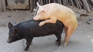 Pig After Mating | Pig Mating | Pig Sex | Pig Meeting 2021 | Animals Marron