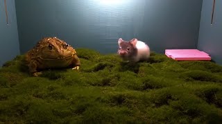 非洲牛蛙饿了,吃掉了一只有点熊的仓鼠 / live feeding frog