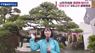 日本三大植木市「薬師祭植木市」4年ぶりの通常開催 200万円のアカマツも