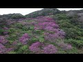 もとぶ八重岳桜まつりドローン映像