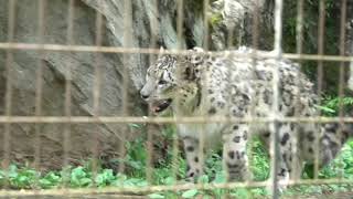 ユキヒョウ少年フク　雪を降らせるニャ！Part2 Shedding Season（蔵出し）Snow Leopard Cub