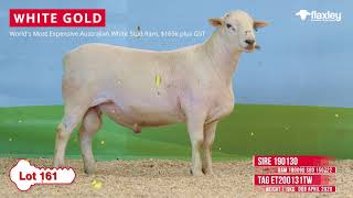 Record-breaking Australian White Stud Ram, White Gold. 165K + GST. | Flaxley Australian White Sheep