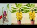 Great Technique For Grafting Banana Tree Growing fast with aloe vera | How to grow banana trees