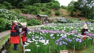 横須賀しょうぶ園　２０１６