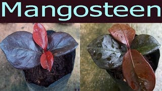 วิธีการปลูกมังคุดจากเมล็ด | มังคุด - How to grow mangosteen from seeds | Mangosteen